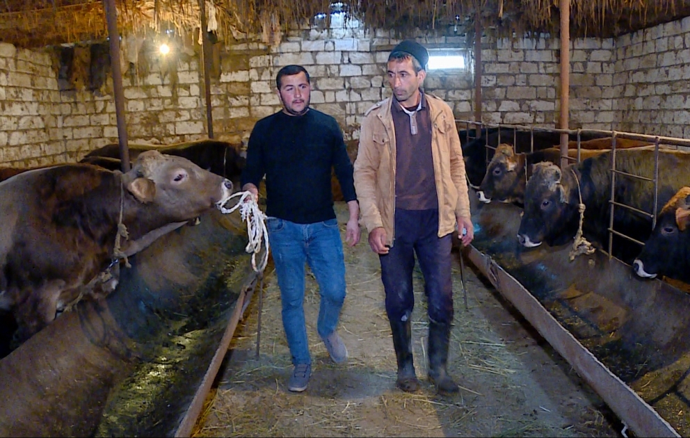 Kökəltmə təsərrüfatı sahibləri paytaxt bazarlarına ət sata bilmirlər -  Ağstafadan REPORTAJ VİDEO