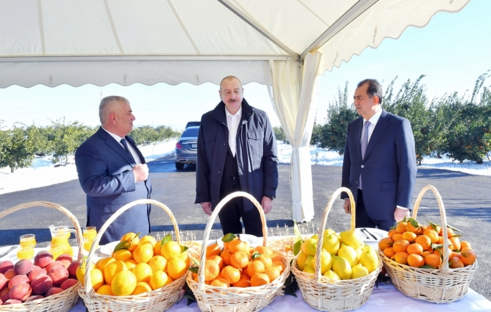 Prezident İlham Əliyevin Lənkəran rayonuna səfəri  “Lenk Fruit” MMC-nin sitrus bağında yaradılan şəraitlə tanışlıq  YENİLƏNİB VİDEO