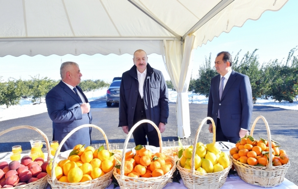 President Ilham Aliyev`s trip to Lankaran district Examining “Lenk Fruit” LLC`s citrus orchard conditions VIDEO