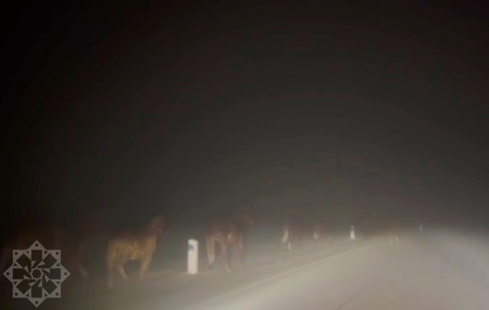 Şuşa-Laçın yolunda maraqlı görüntü  FOTO VİDEO