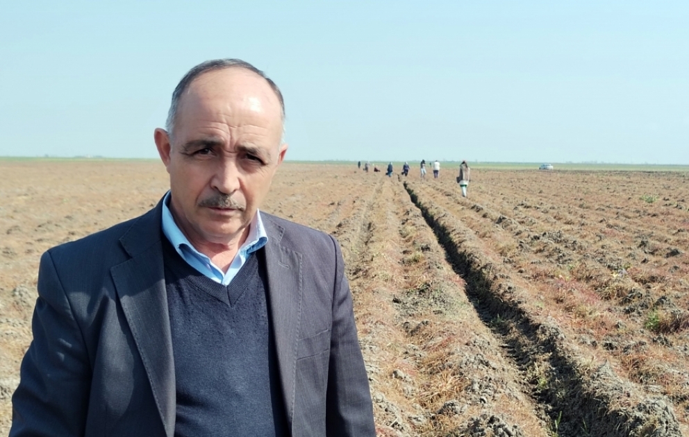 Masallıda noxud əkini sahəsi iki dəfə artıb VİDEO