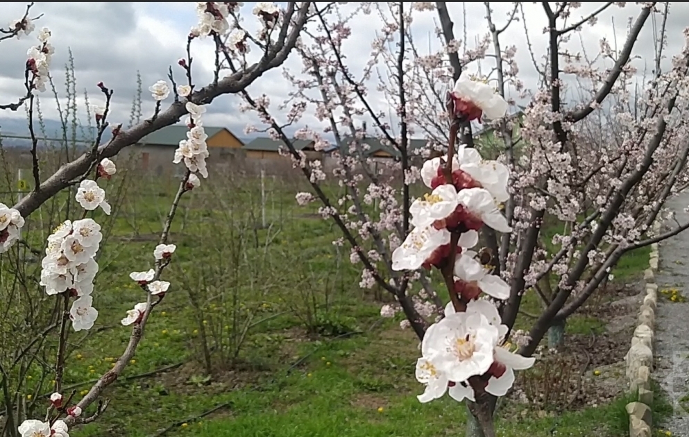 Yaz yağışları ilə birgə gələn, duyulan baharın nəfəsi  FOTO VİDEO