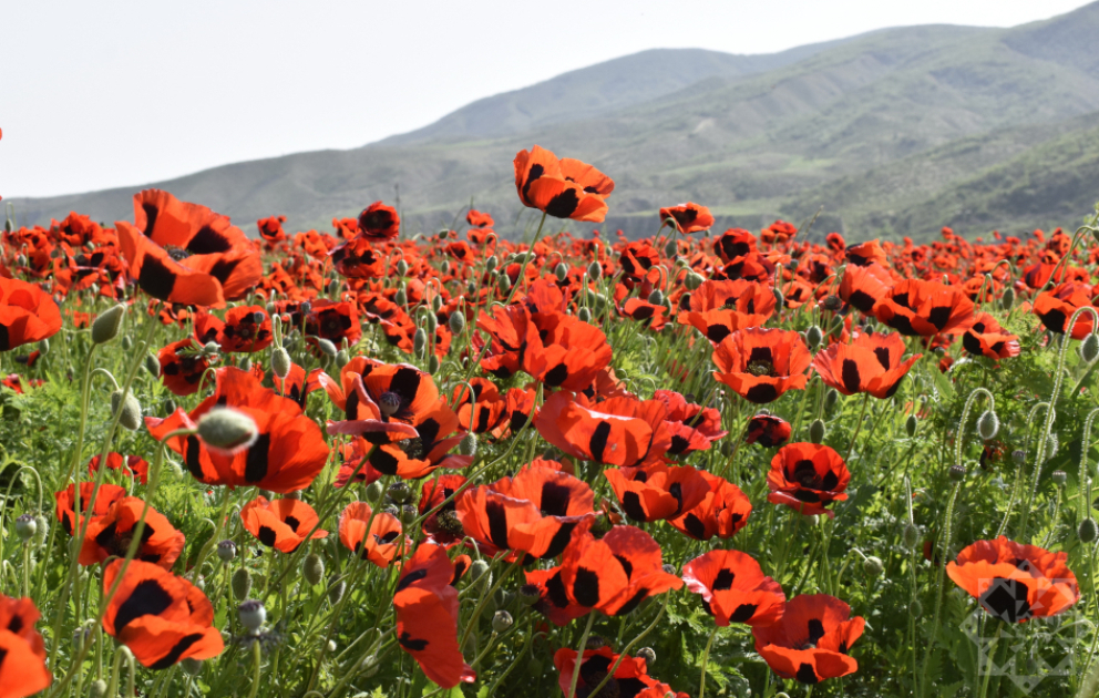 Xocalı al lalələrlə bəzənib  FOTO VİDEO