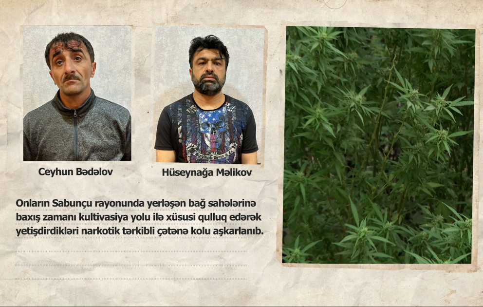 Sabunçu rayonunda aşkarlanan narkoplantasiyada 1500 ədəd çətənə kolu götürülüb VİDEO
