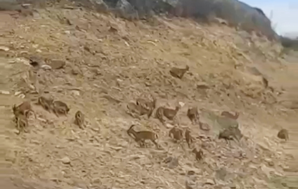 В Лачине замечены горные козлы ВИДЕО