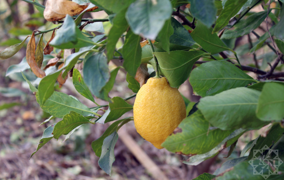 Lənkəranda limon bağları şaxtalı havalardan necə mühafizə olunur? REPORTAJ FOTO VİDEO