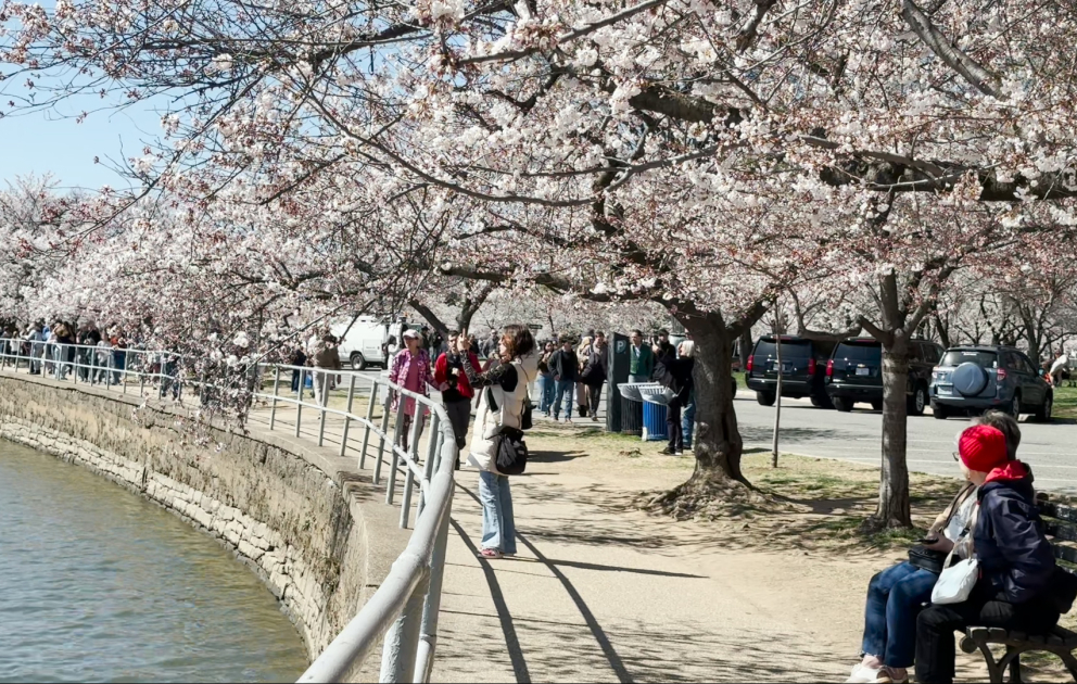 Yaponiyanın Vaşinqton sakinlərinə hədiyyə etdiyi bayram - Milli “Cherry Blossom” Festivalı VİDEO