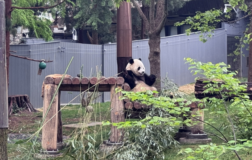 ABŞ-da pandaların yaşadığı yeganə zooparkdan FOTOREPORTAJ VİDEO