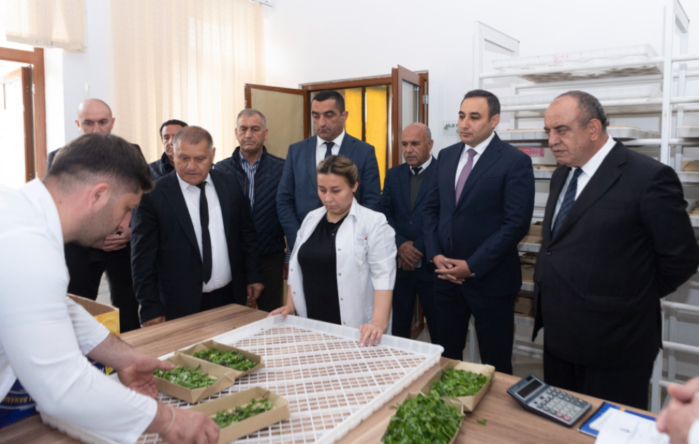 Azərbaycanda 2025-ci il barama istehsalı mövsümünə start verilib VİDEO