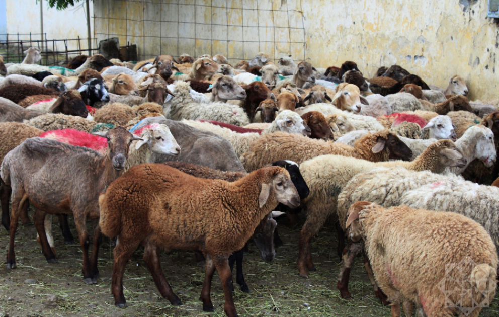 Lənkəranda qurbanlıq heyvan satışı bazarından reportaj  FOTO  VİDEO