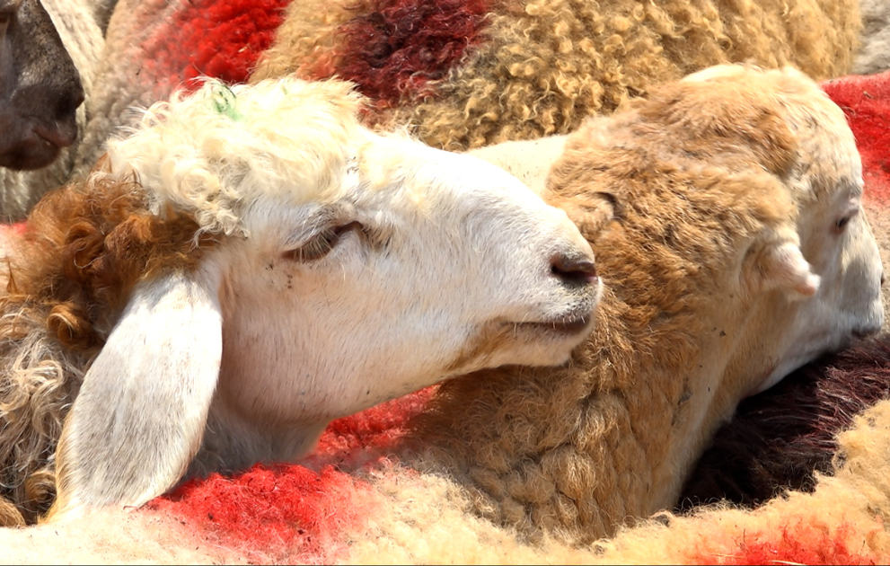 Bazarda qurbanlıq heyvanların qiymətləri necədir? VİDEO