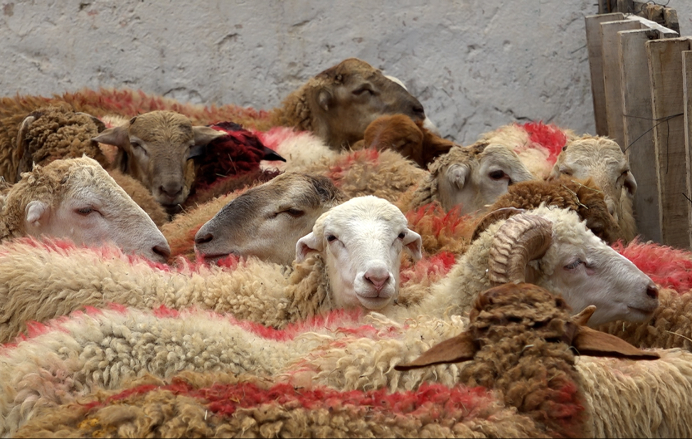 Qurban bayramı ilə əlaqədar heyvanların satışı və kəsimi həyata keçirilir VİDEO