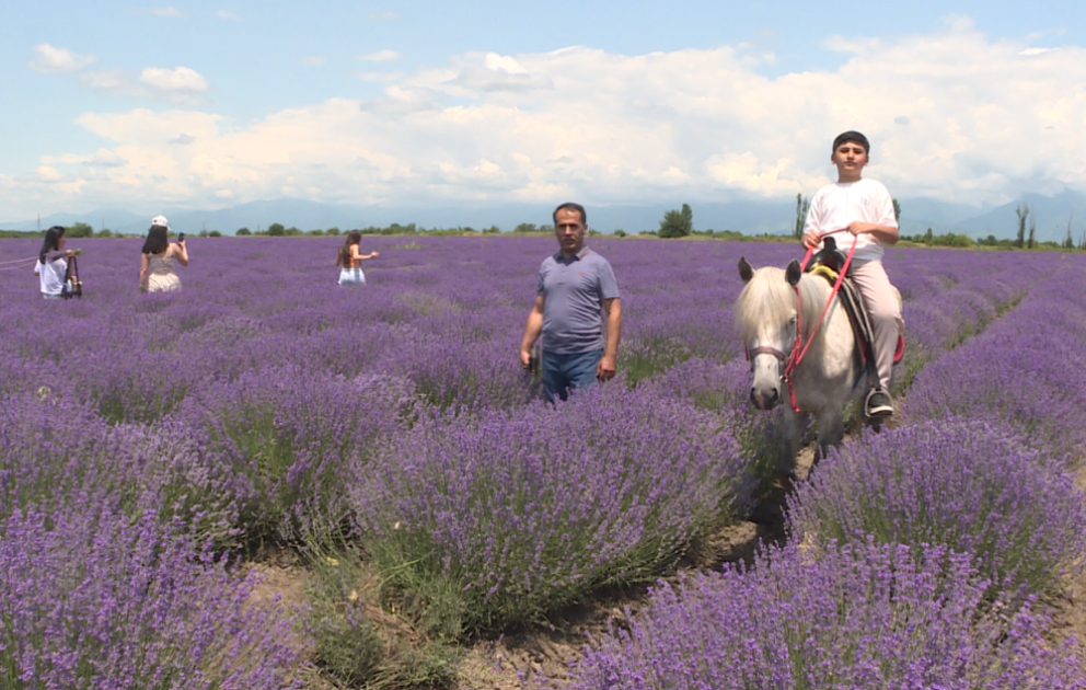 Qəbələnin lavanda tarlası turizm məkanına çevrilir VİDEO
