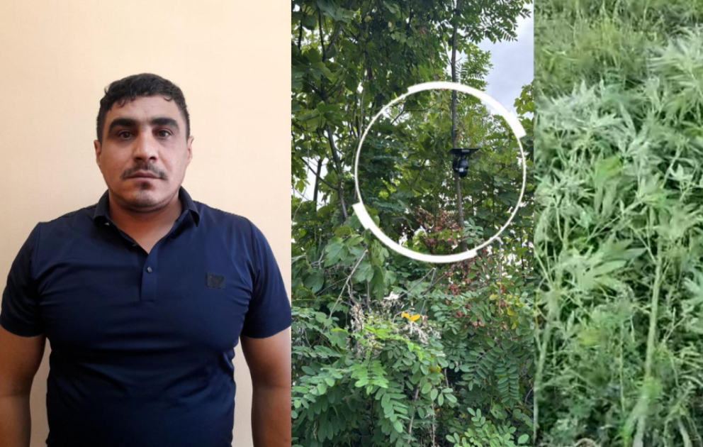 Göyçayda bağ sahəsini narkotik plantasiyasına çevirən şəxs tutulub VİDEO