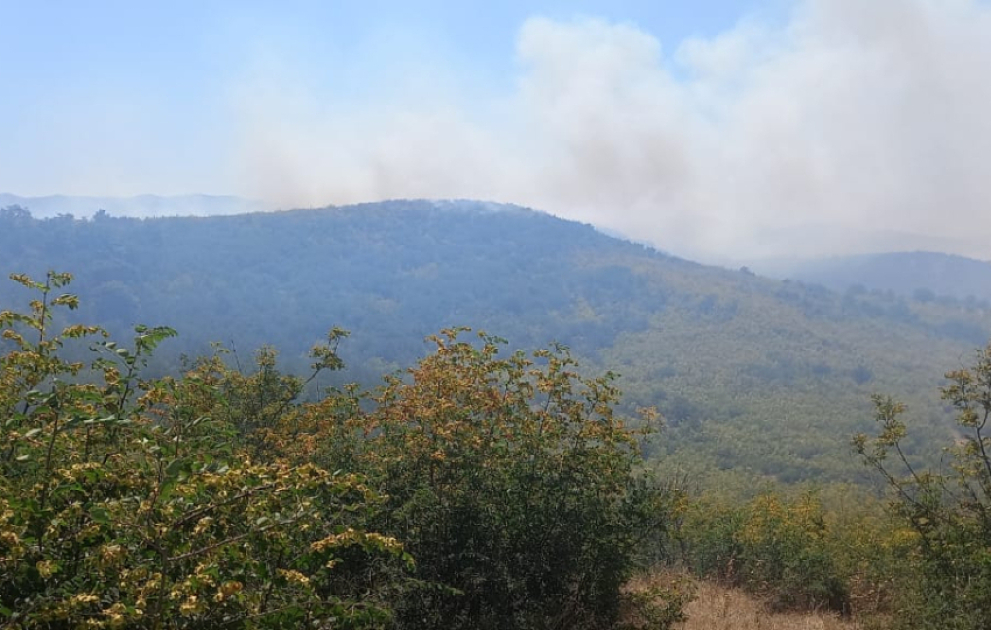 Cəlilabadda meşə ərazisinə keçən yanğın məhdudlaşdırılıb  YENİLƏNİB-2 FOTO  VİDEO