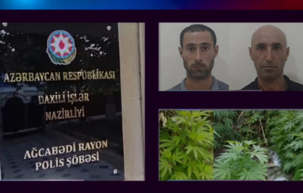 Ağcabədidə çətənə bitkilərinin kultivasiyası ilə məşğul olan 2 nəfər saxlanılıb VİDEO