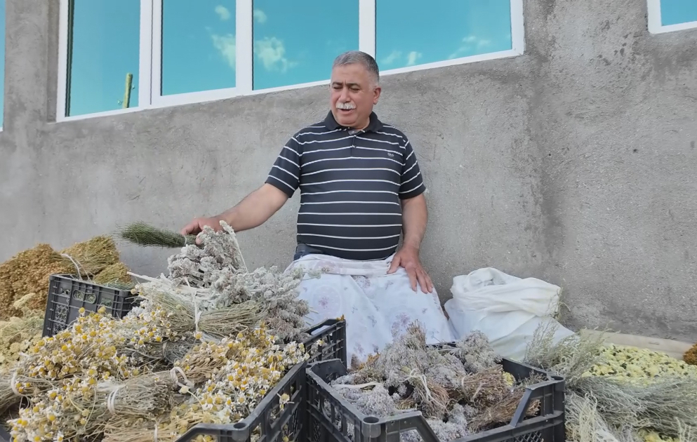 Ucqar dağ rayonunda sakinlər dərman bitkilərindən gəlir əldə edirlər VİDEO