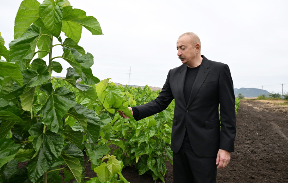 President Ilham Aliyev inspected work at mulberry orchard in Dashbulag village of Khojaly VIDEO