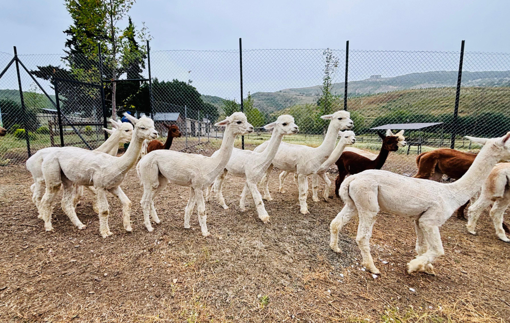 A tour to Shamakhi Alpaca Farm VIDEO
