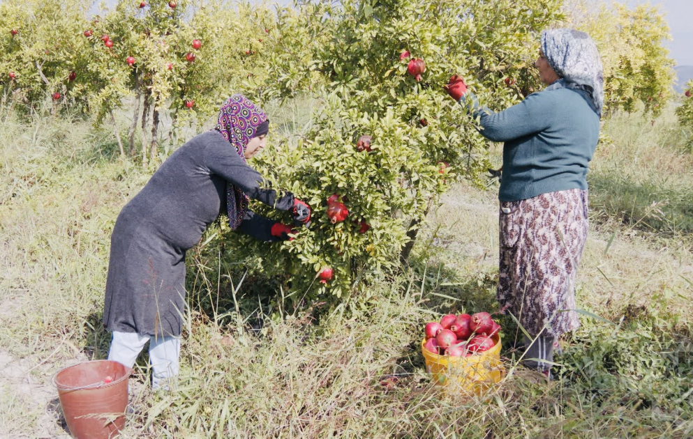 Göyçayda nar yığımına start verilib VİDEO
