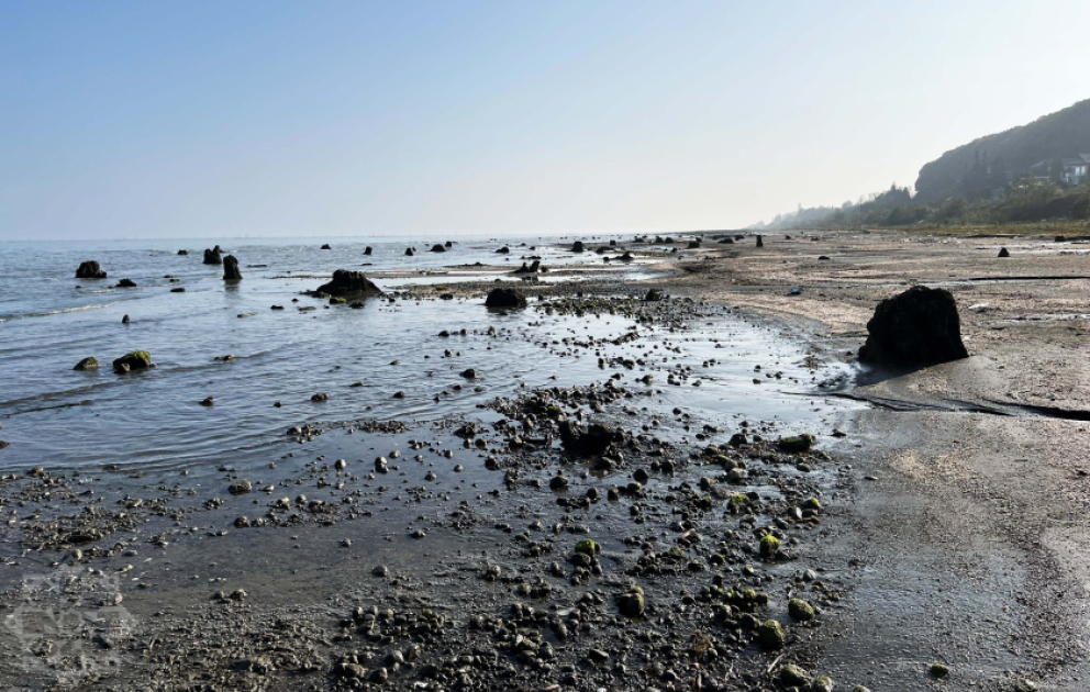 Каспийское море отступает — В Лянкяране из-под воды проступили остатки реликтовых деревьев  ФОТО  ВИДЕО