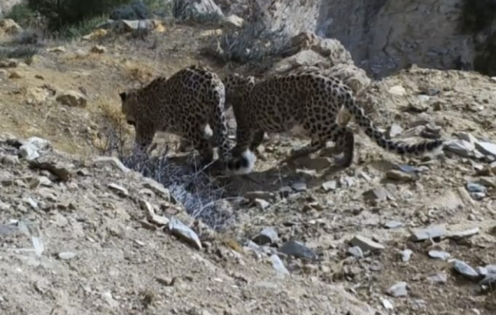 WWF Zəngəzur Milli Parkında məskunlaşan bəbirlərin görüntüsünü paylaşıb VİDEO