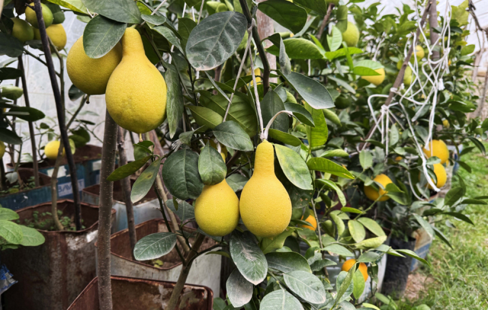 Cənubda yeni sitrus – armudvari limon yetişdirilir FOTO  VİDEO