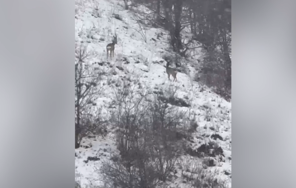 Laçın təbiətinin qış gözəlliyi: Dağ yamaclarında yem axtaran cüyürlər  FOTO  VİDEO