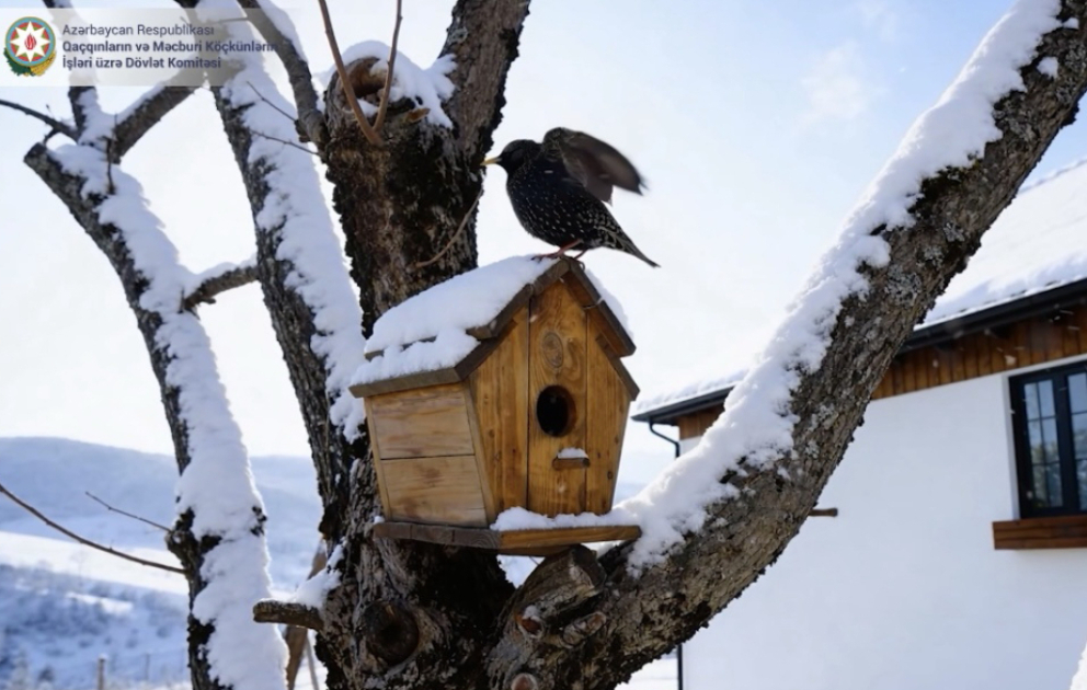 Laçın bir cənnətdir - qışı möcüzə VİDEO