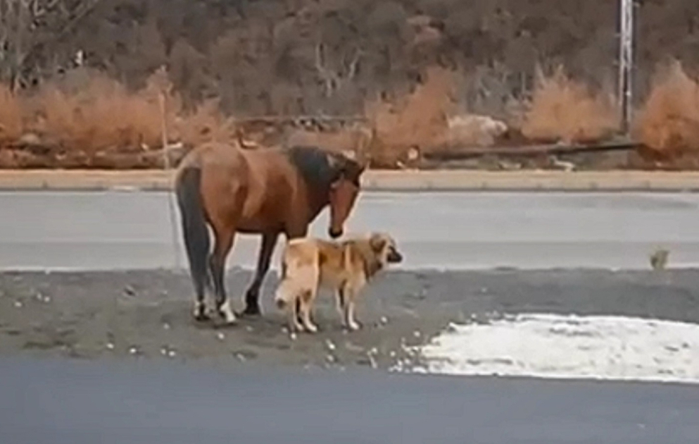 Kəlbəcərdə maraqlı mənzərə: At və itin dostluğu "Bir qalanın sirri"ni xatırlatdı VİDEO