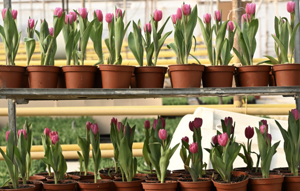 Qışın ortasında bahar nəfəsi: Niderlanddan gətirilən lalələrin sirri -  REPORTAJ  VİDEO