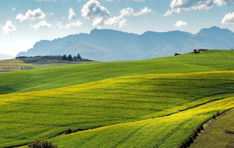 3142 hektar torpaq sahəsinin qanunsuz ayrılmasına dair bələdiyyə aktları ləğv edilib VİDEO