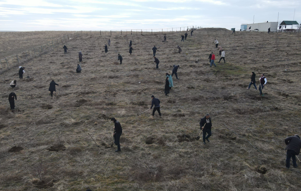 Ceyrançöldə ağacəkmə aksiyası keçirilib VİDEO