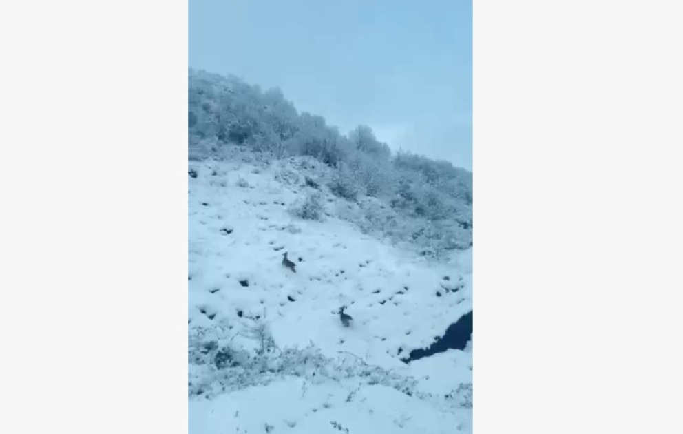 Laçın-Şuşa yolunda qaçan cüyürlər maraq doğurub VİDEO