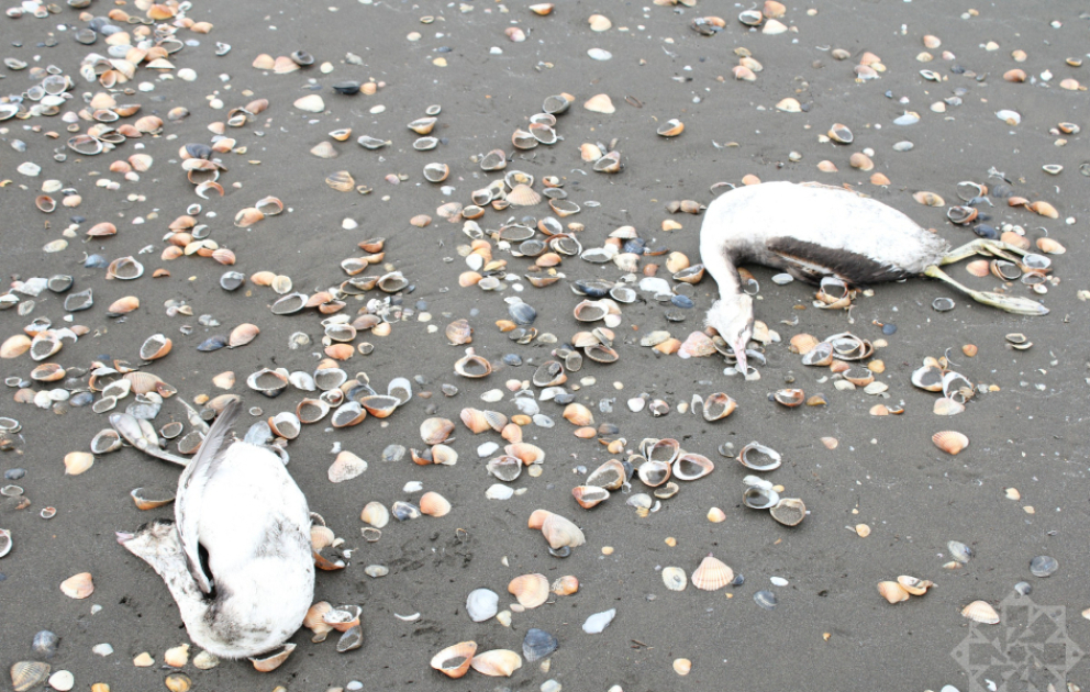 Kaspisches Meer: Tausende Haubentaucher tot an Küste bei Khachmaz entdeckt VIDEO