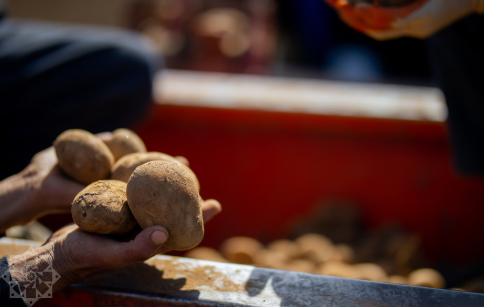 Dövlət dəstəyi və suvarma islahatları - Şərurda bol məhsulun təməli qoyulur VİDEO