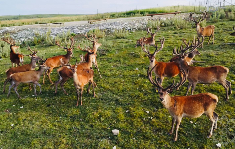 Şamaxıda safari macərası  FOTO  VİDEO