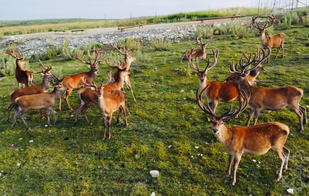 Safari experience in Shamakhi VIDEO
