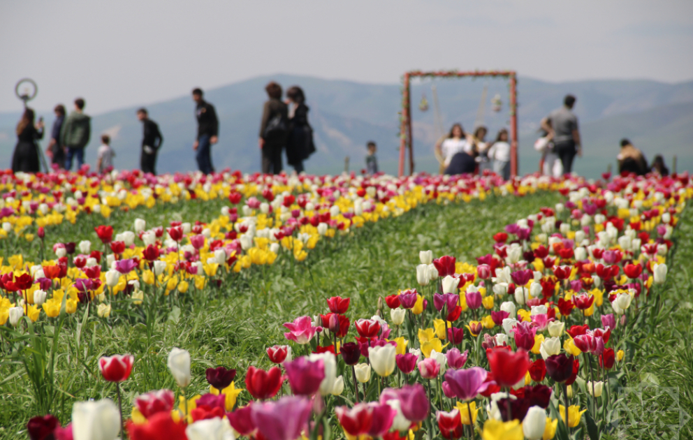 Farben des Frühlings– Tulpenzeit in Gabala VIDEO