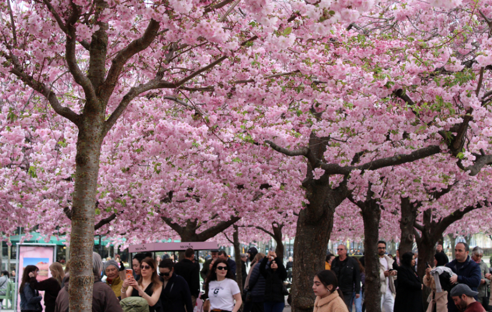Стокгольм окрасился в розовые тона сакуры ВИДЕО