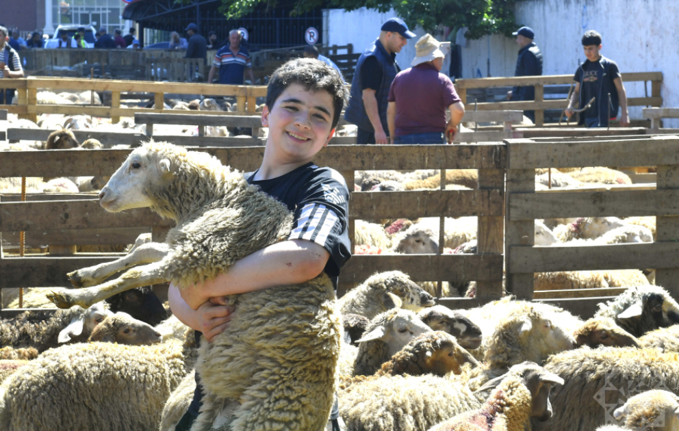 İmkansız ailələrə qurbanlıq ət verəcəyik – Paytaxtda heyvan kəsimi və satışı məntəqələrində qələbəlik müşahidə olunur  VİDEO