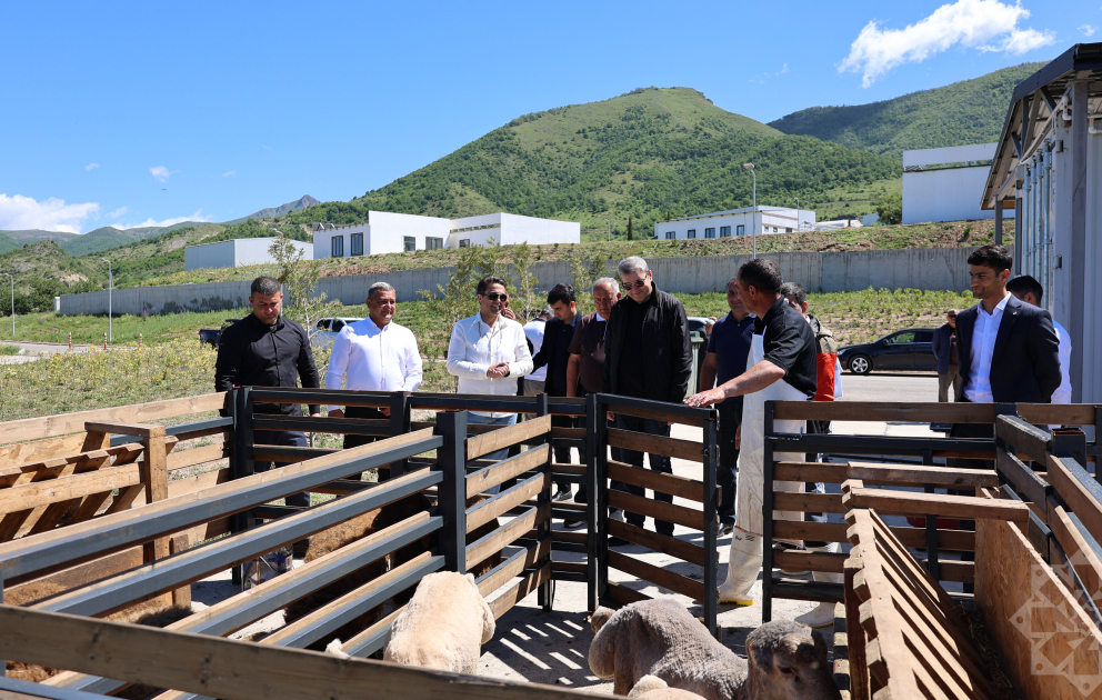 Laçında qurbanlıq heyvanların kəsilməsi baytarlıq nəzarəti altında təşkil olunub VİDEO