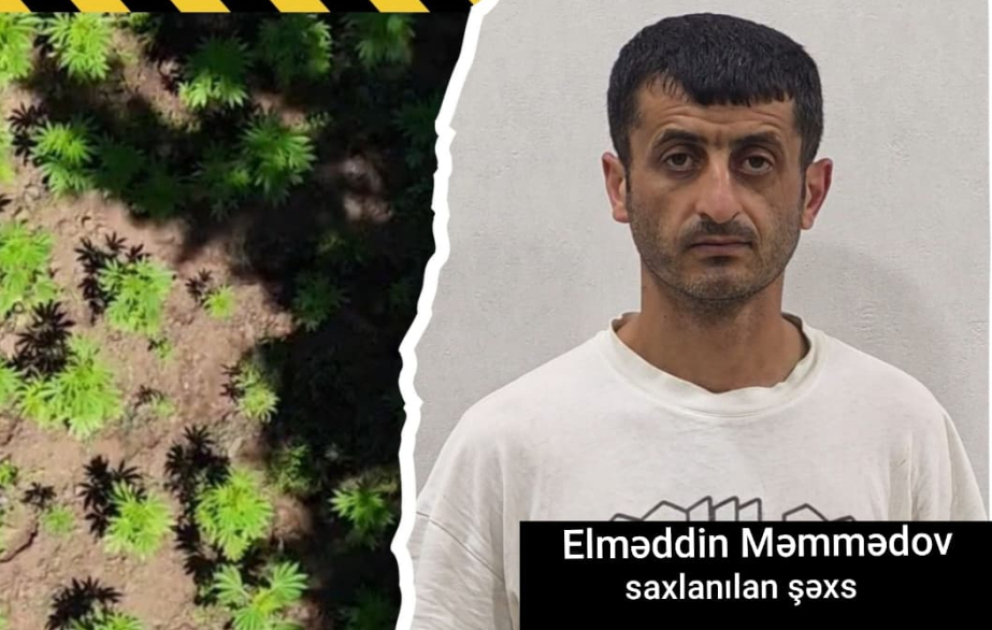 Milli Parkın ərazisində narkotik plantasiyası aşkarlanıb VİDEO
