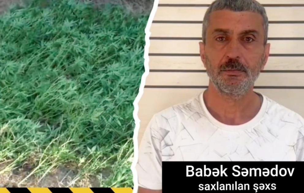 Masallıda çayın kənarında çətənə kolları yetişdirən şəxs saxlanılıb VİDEO