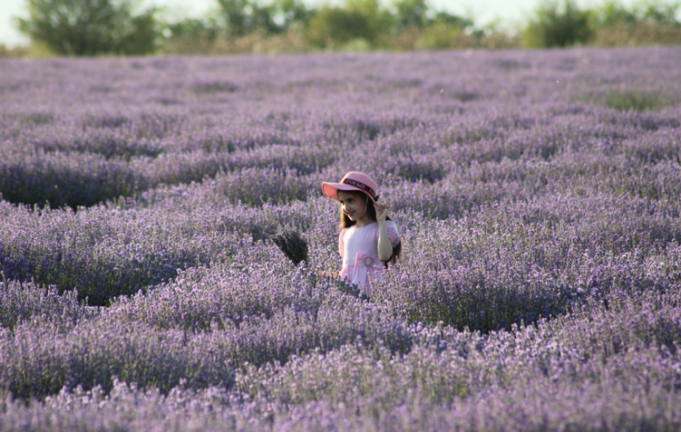 Violettes Blütenmeer: Eine Reise zu den Lavendelfeldern von Gabala VIDEO