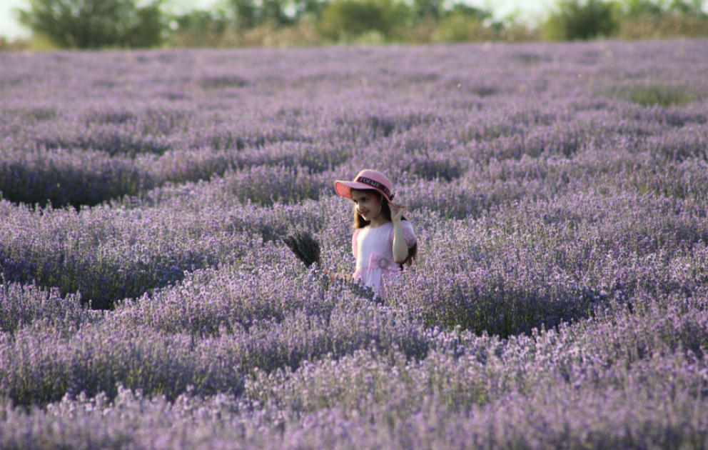 A sea of purple blossoms: A journey to the lavender fields of Gabala VIDEO