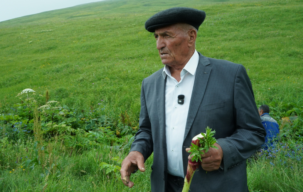 Dağlarda şəfalı bitkilər yığan Laçın sakini: Tədarük etdiyimiz məhsullar qablaşdırılaraq digər bölgələrə çatdırılır VİDEO