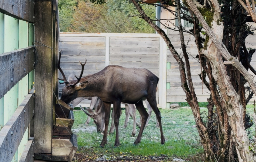 Hirsche und herbstliche Landschaften: Eine Reise in die Natur von Ismayilli VIDEO