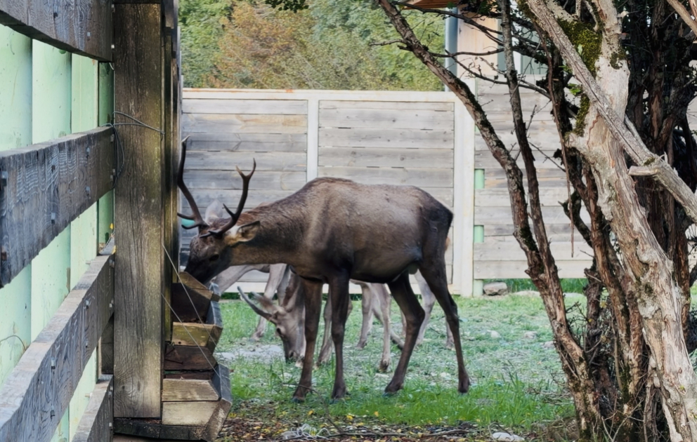 Red deer and autumn landscapes: A journey into nature in Ismayilli VIDEO