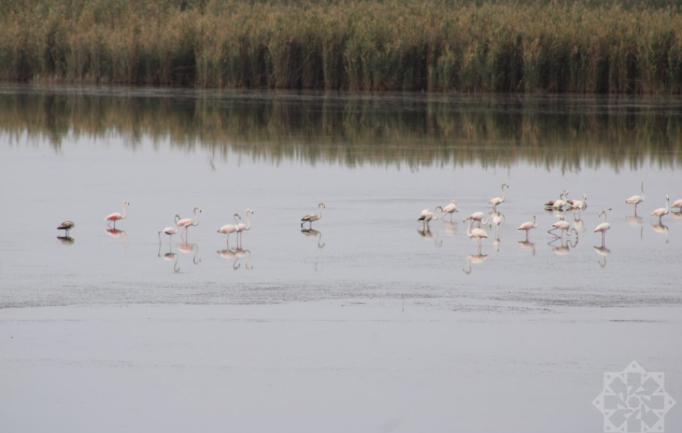 Shirvan National Park: A unique ecosystem with rich biodiversity VIDEO